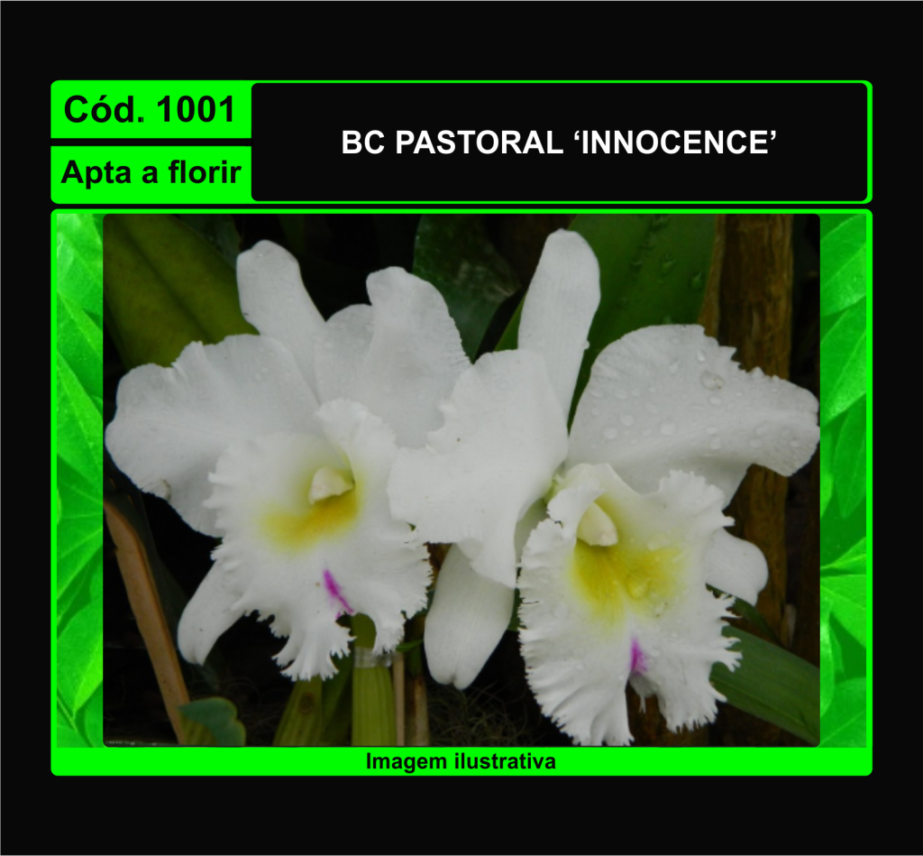 BC PASTORAL INNOCENCE 1001