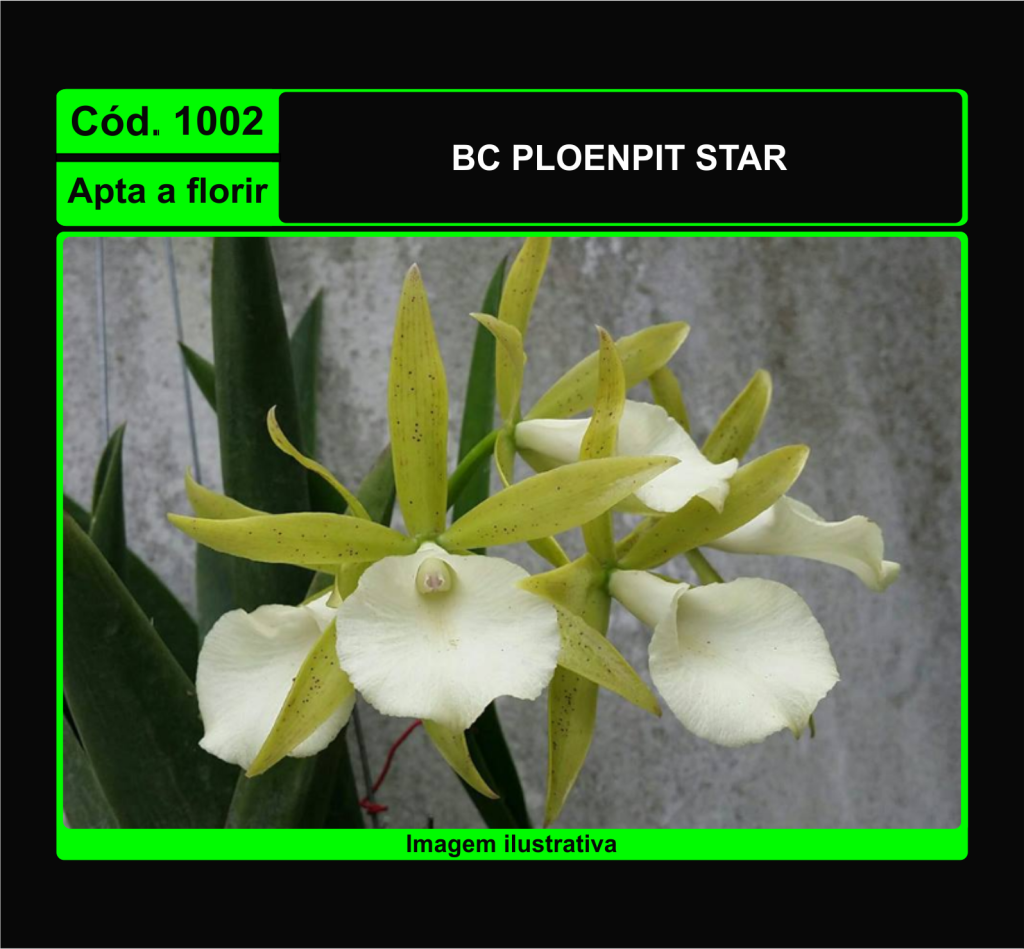 BC PLOENPIT STAR 1002