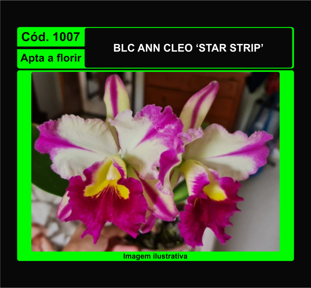 BLC ANN CLEO STAR STRIP 1007