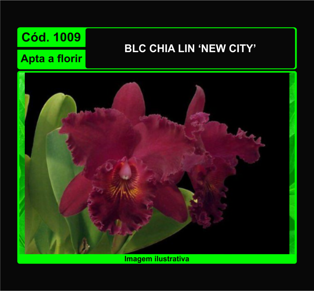 BLC CHIA LIN NEW CITY 1009