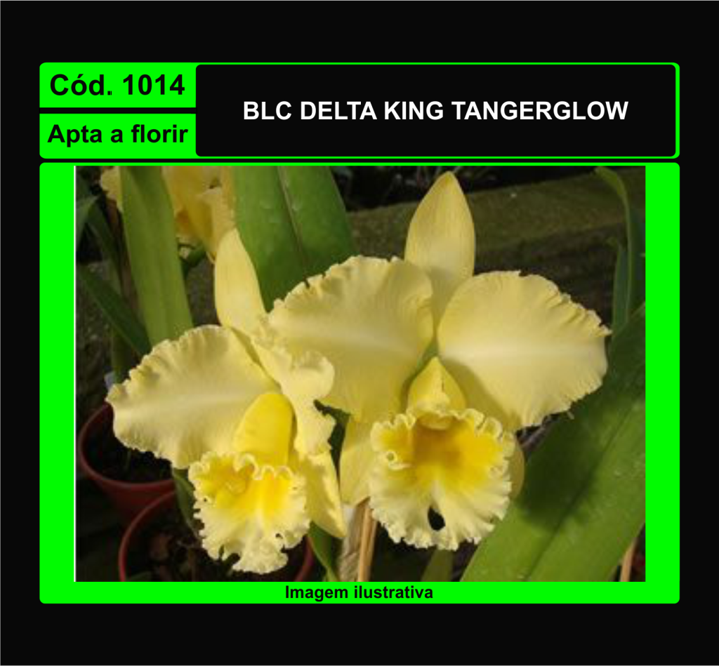 BLC DELTA KING TANGERGLOW 1014