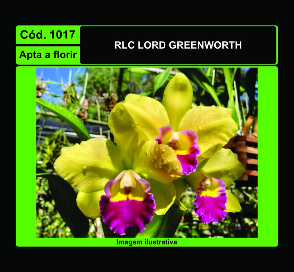 RLC LORD GREENWORTH 1017