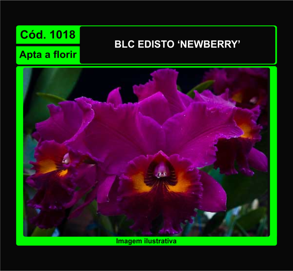BLC EDISTO NEWBERRY 1018
