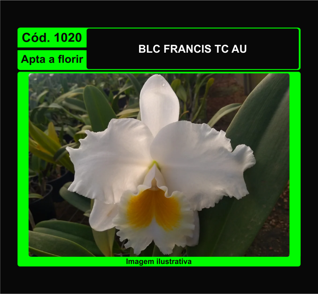 BLC FRANCIS TC AU 1020