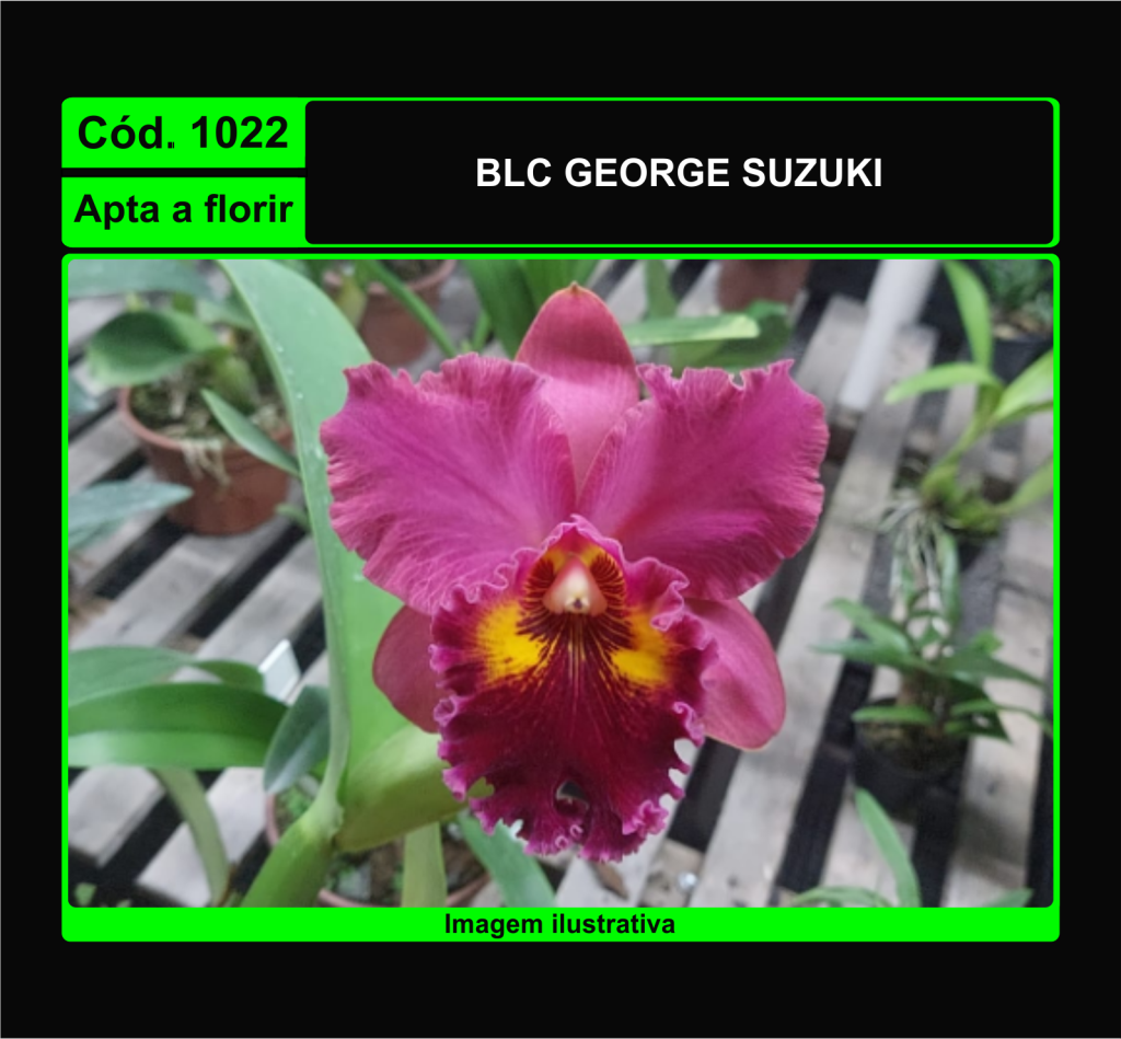 BLC GEORGE SUZUKI 1022