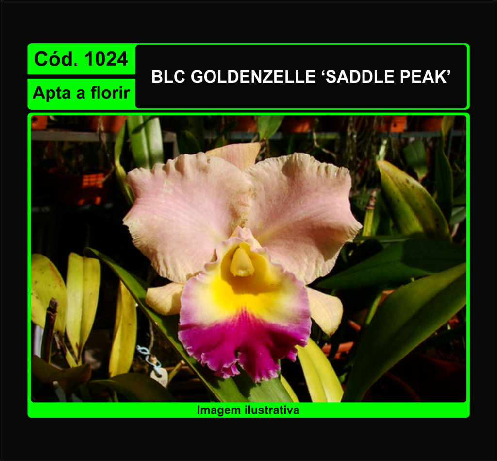 BLC GOLDENZELLE SADDLE PEAK 1024