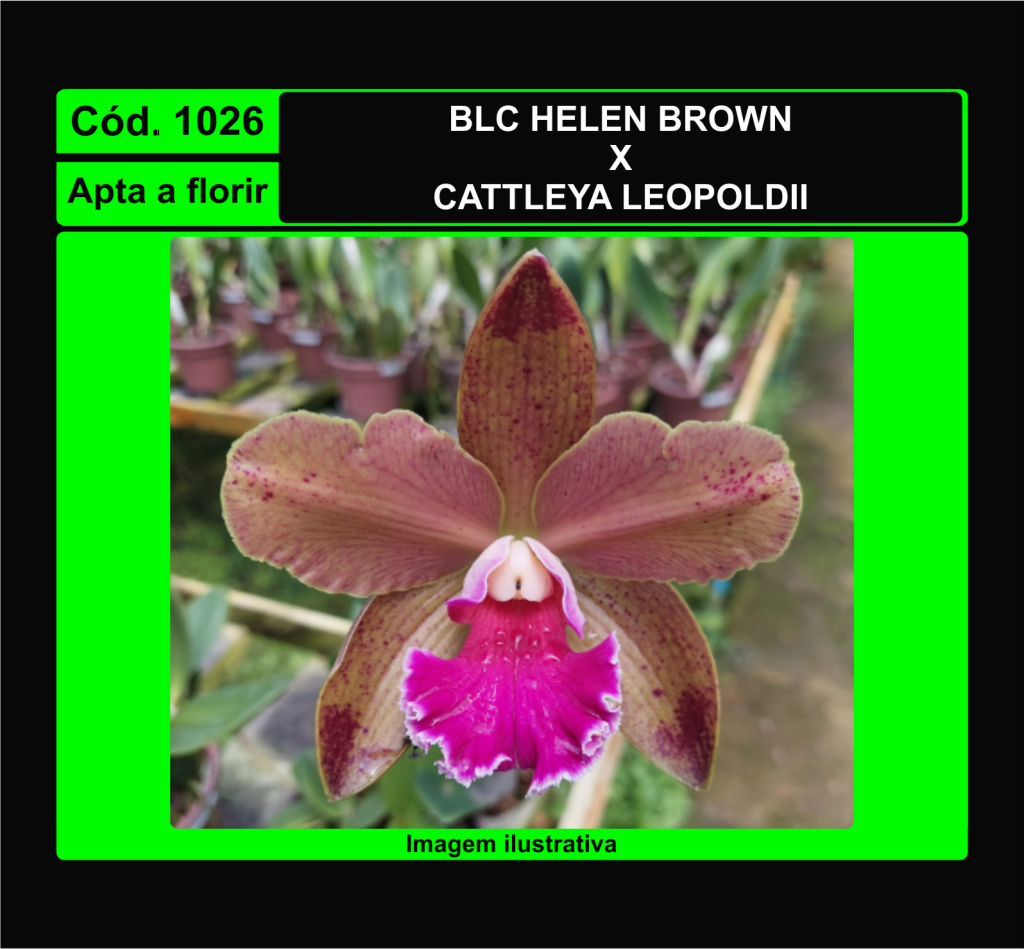 BLC HELEN BROWN X C LEOPOLDII 1026