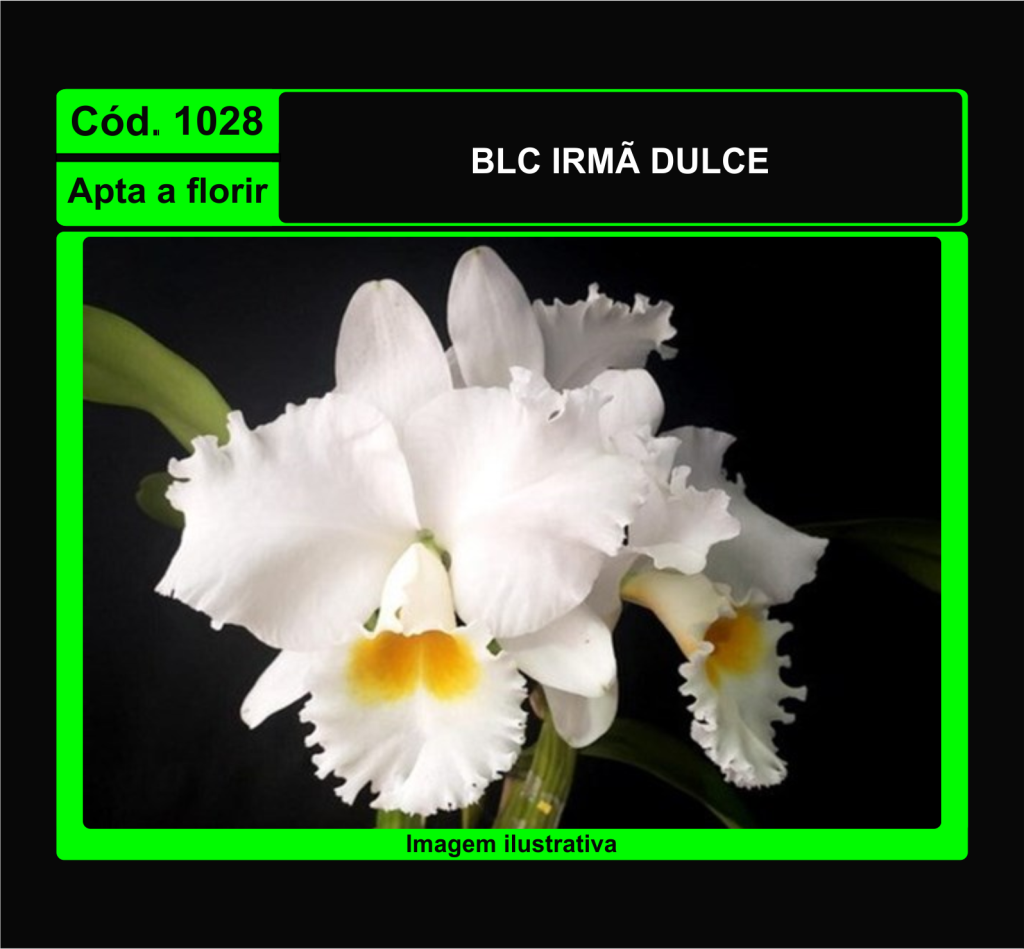 BLC IRMA DULCE 1028