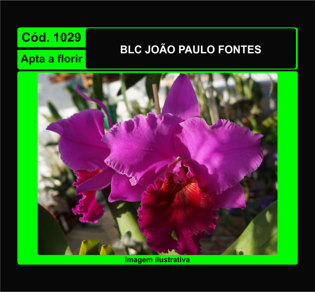 BLC JOAO PAULO FONTES 1029