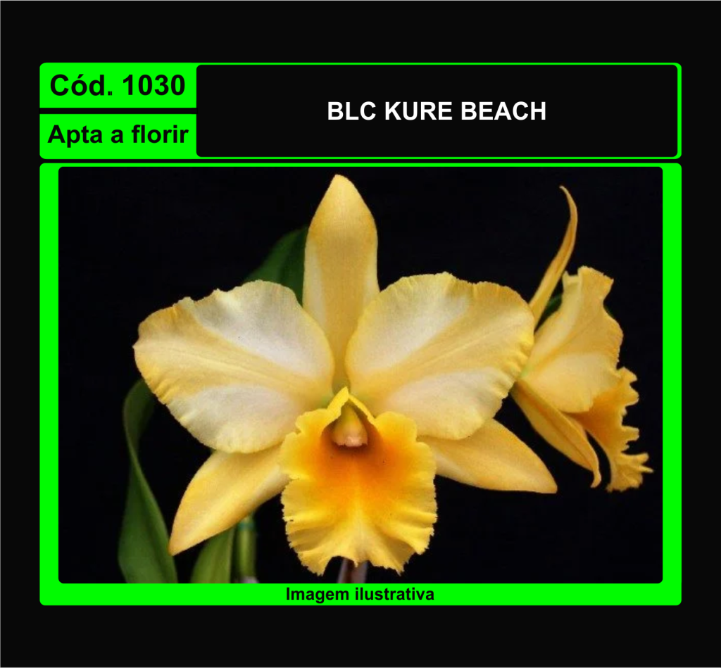 BLC KURE BEACH 1030