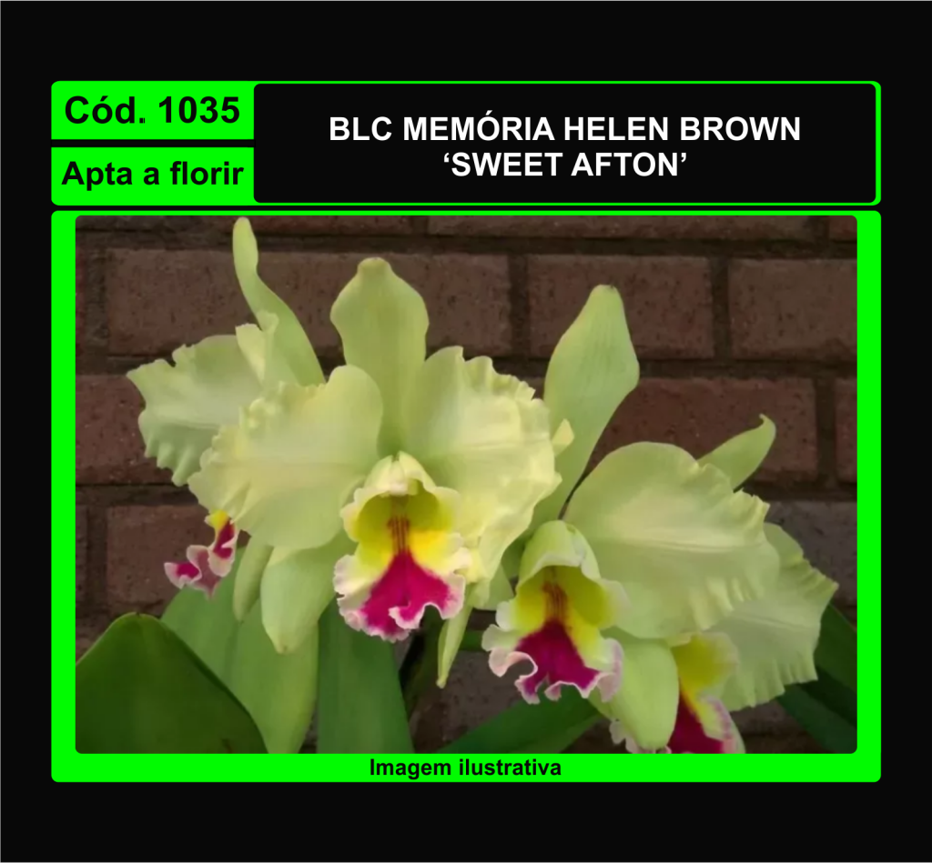 BLC MEMORIA HELEN BROWN SWEET AFTON 1035