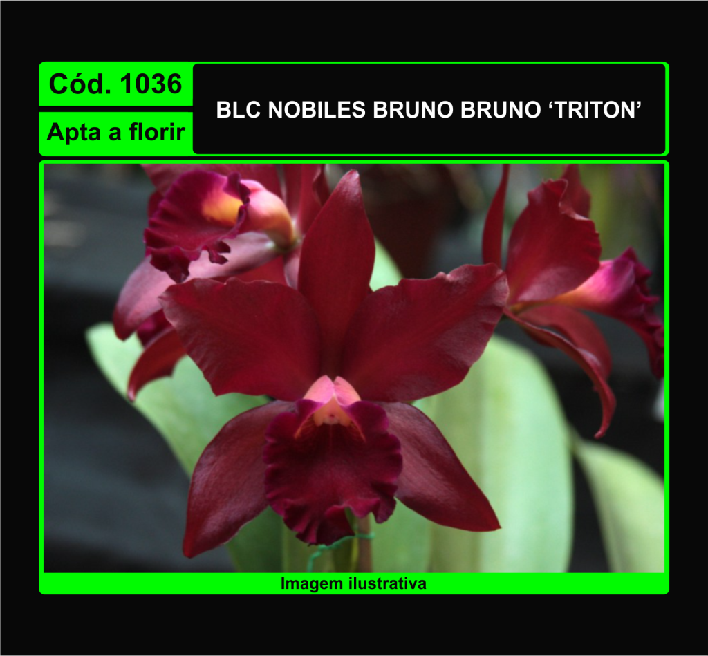 BLC NOBILES BRUNO BRUNO TRITON 1036