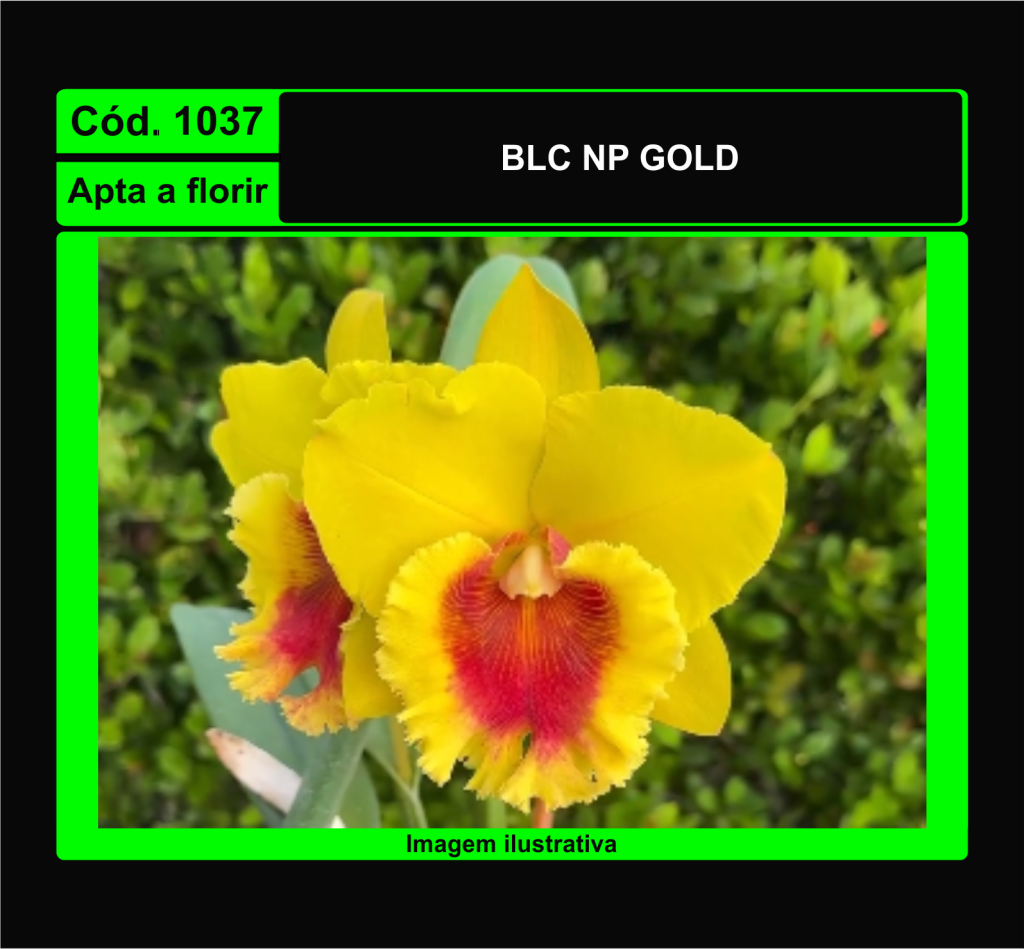 BLC NP GOLD 1037