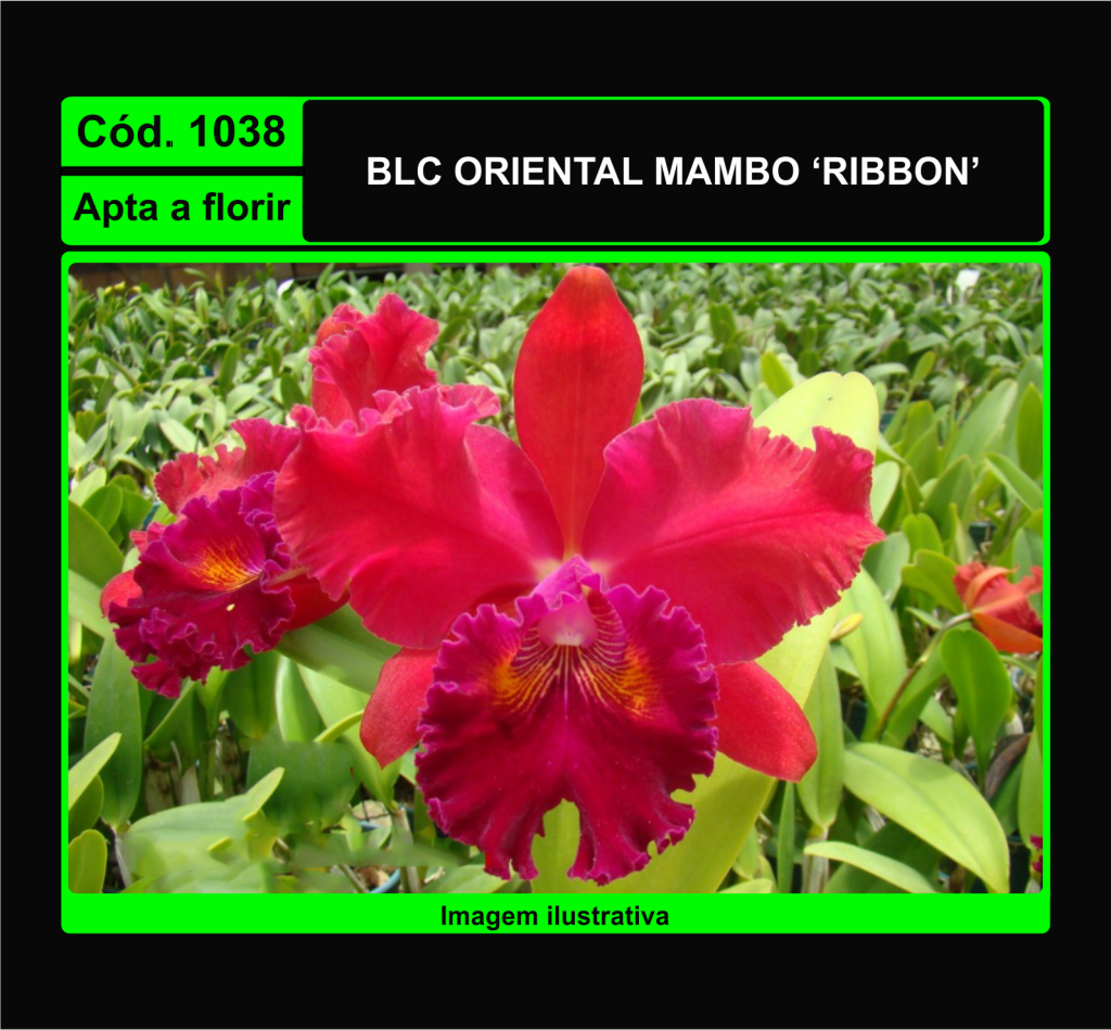 BLC ORIENTAL MAMBO RIBBON 1038