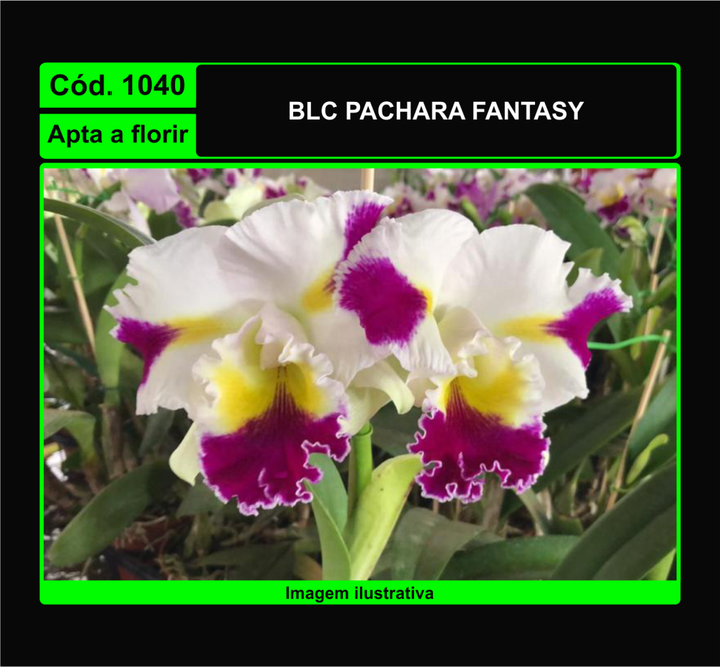 BLC PACHARA FANTASY 1040