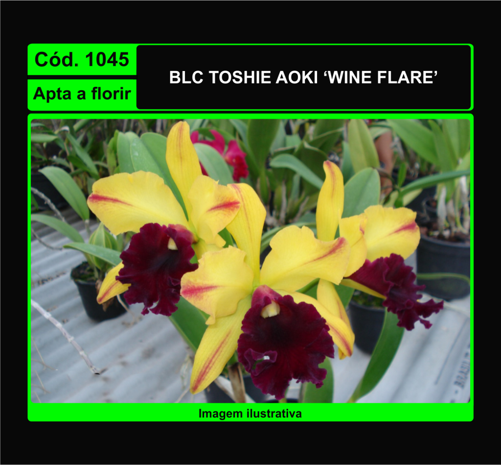 BLC TOSHIE AOKI WINE FLARE NS 1045