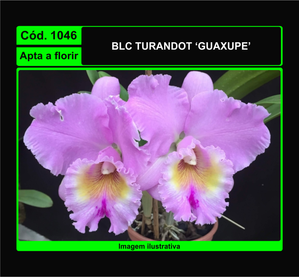BLC TURANDOT GUAXUPE 1046