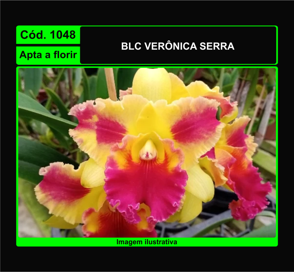 BLC VERONICA SERRA 1048