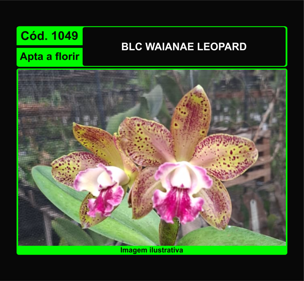 BLC WAIANAE LEOPARD 1049