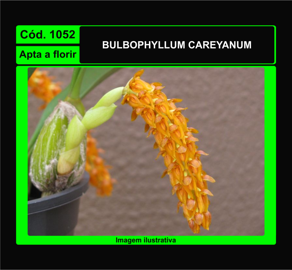 BULBOPHYLLUM CAREYANUM 1052