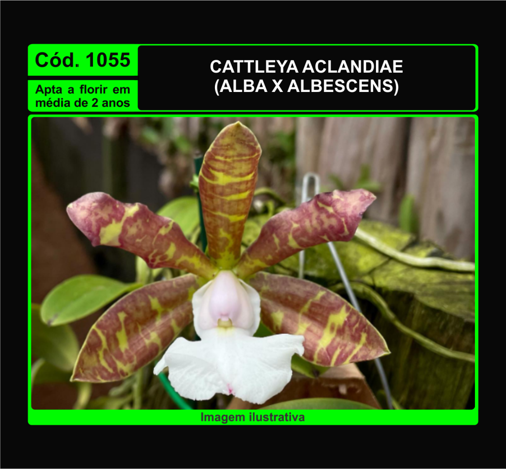 CATTLEYA ACLANDIAE ALBA X ALBESCENS MUDA 1055