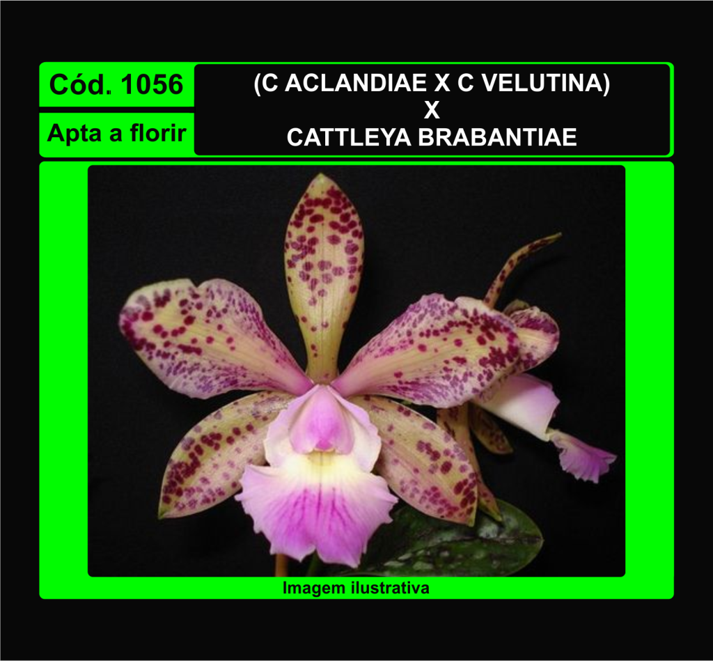 CATTLEYA ACLANDIAE X VELUTINA X BRABANTIAE 1056