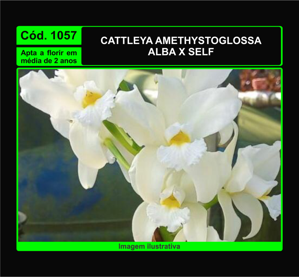 CATTLEYA AMETHYSTOGLOSSA ALBA X SELF MUDA 1057