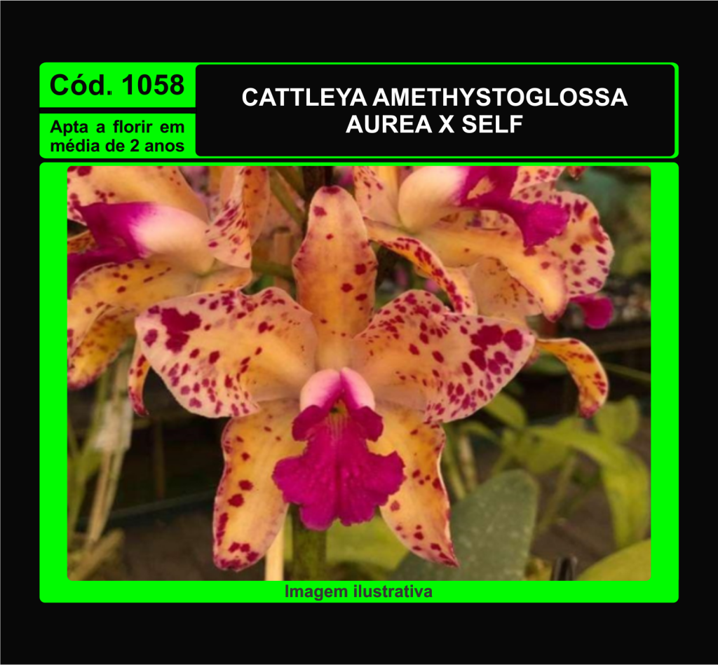 CATTLEYA AMETHYSTOGLOSSA AUREA X SELF MUDA 1058