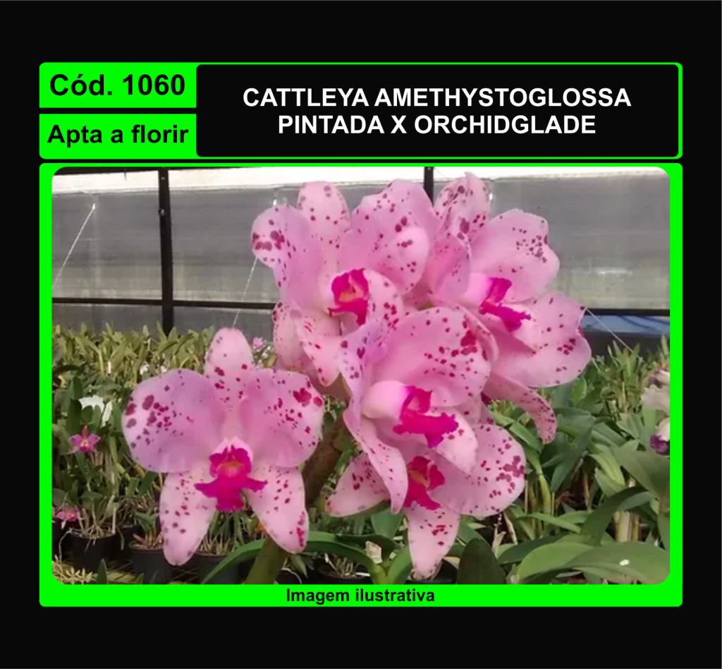 CATTLEYA AMETHYSTOGLOSSA PINTADA X ORCHIDGLADE 1060