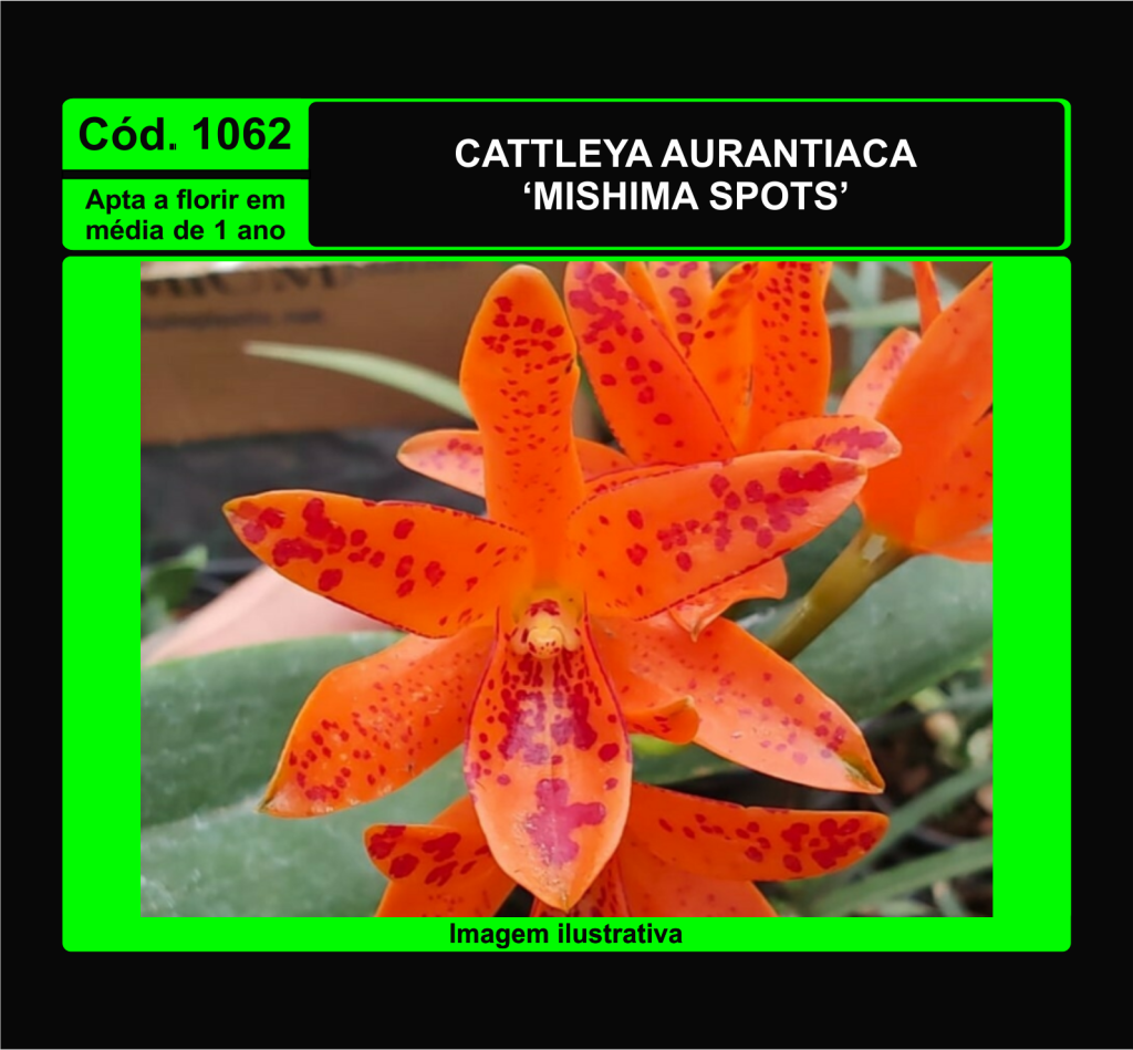 CATTLEYA AURANTIACA MISHIMA SPOTS PRÉ ADULTA 1062