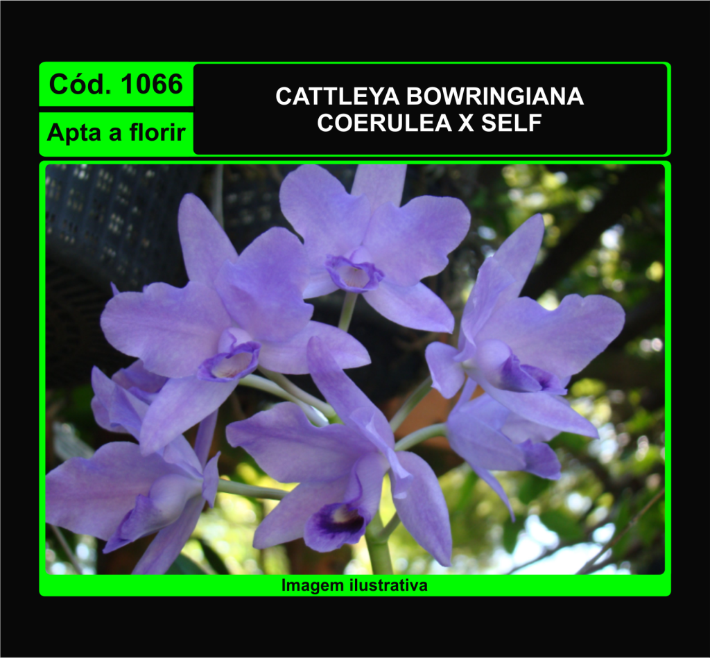 CATTLEYA BOWRINGIANA COERULEA X SELF 1066