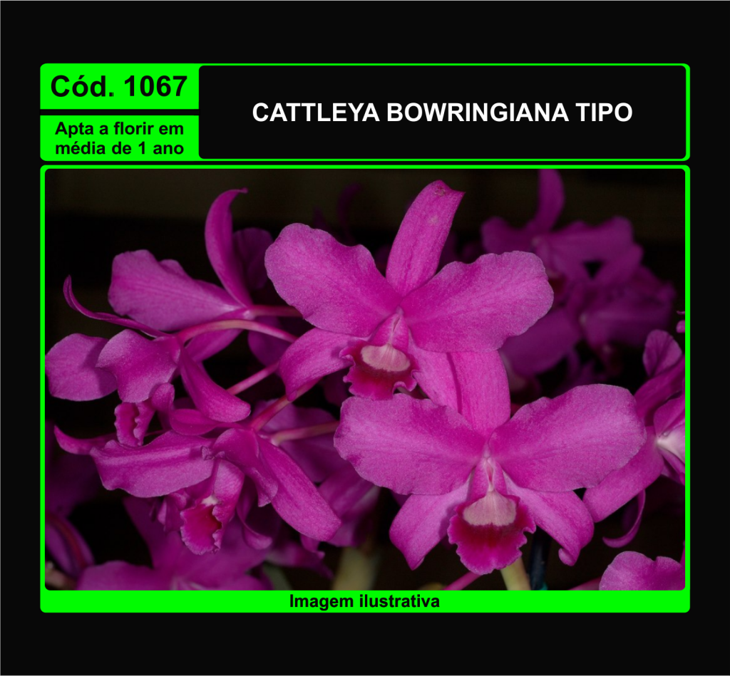 CATTLEYA BOWRINGIANA PRÉ ADULTA 1067