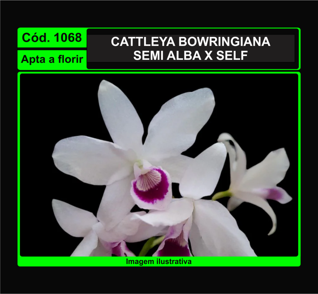 CATTLEYA BOWRINGIANA SEMI ALBA X SELF 1068