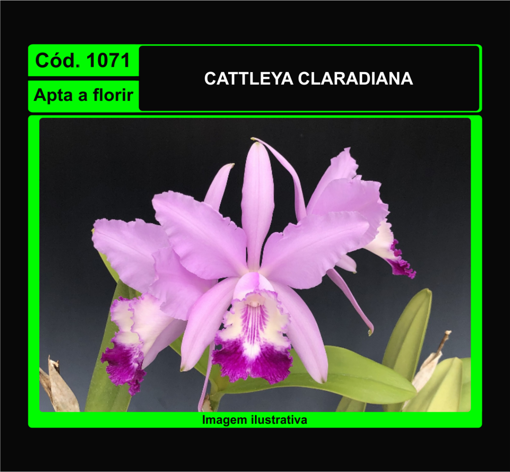 CATTLEYA CLARADIANA 1071