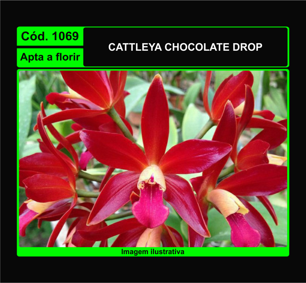 CATTLEYA CHOCOLATE DROP 1069