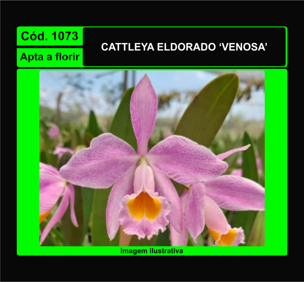 CATTLEYA ELDORADO VENOSA 1073