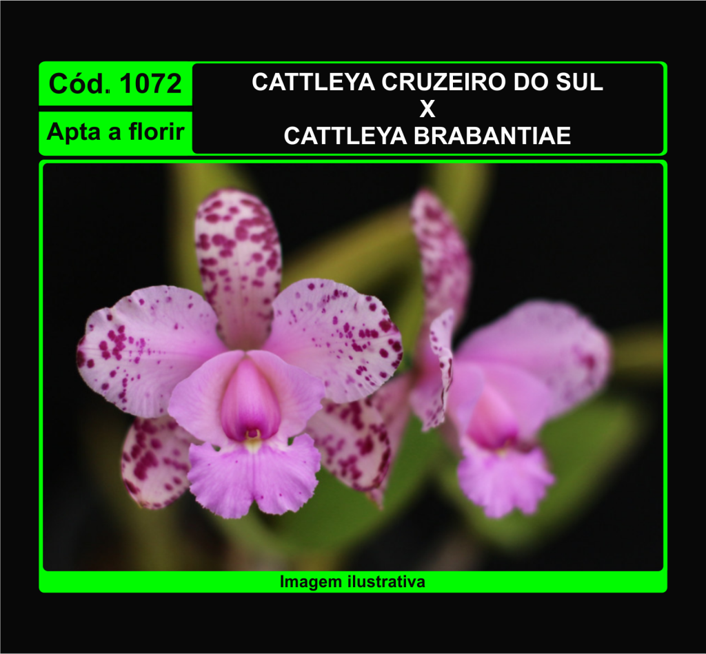 CATTLEYA CRUZEIRO DO SUL X CATTLEYA BRABANTIAE 1072