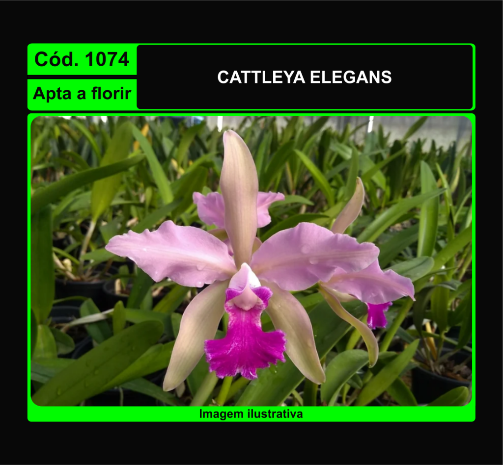 CATTLEYA ELEGANS 1074
