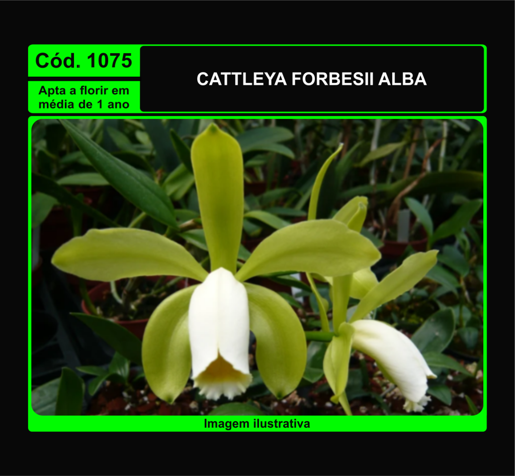 CATTLEYA FORBESII ALBA PRÉ ADULTA TC 1075