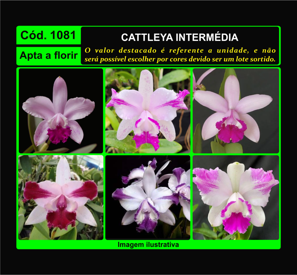 CATTLEYA INTERMEDIA 1081