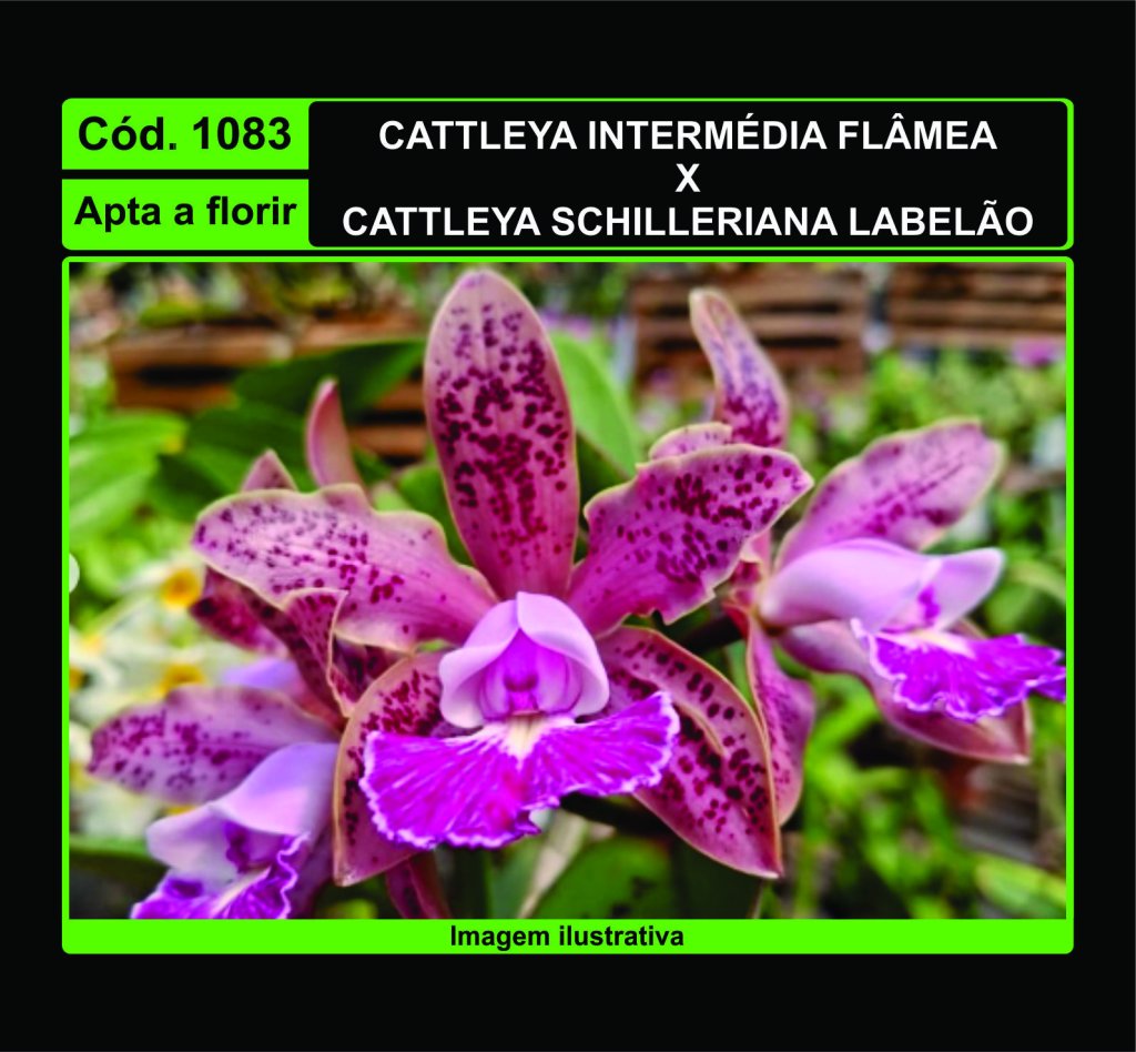 CATTLEYA INTERMEDIA FLAMEA X CATTLEYA SCHILLERIANA LABELAO 1083