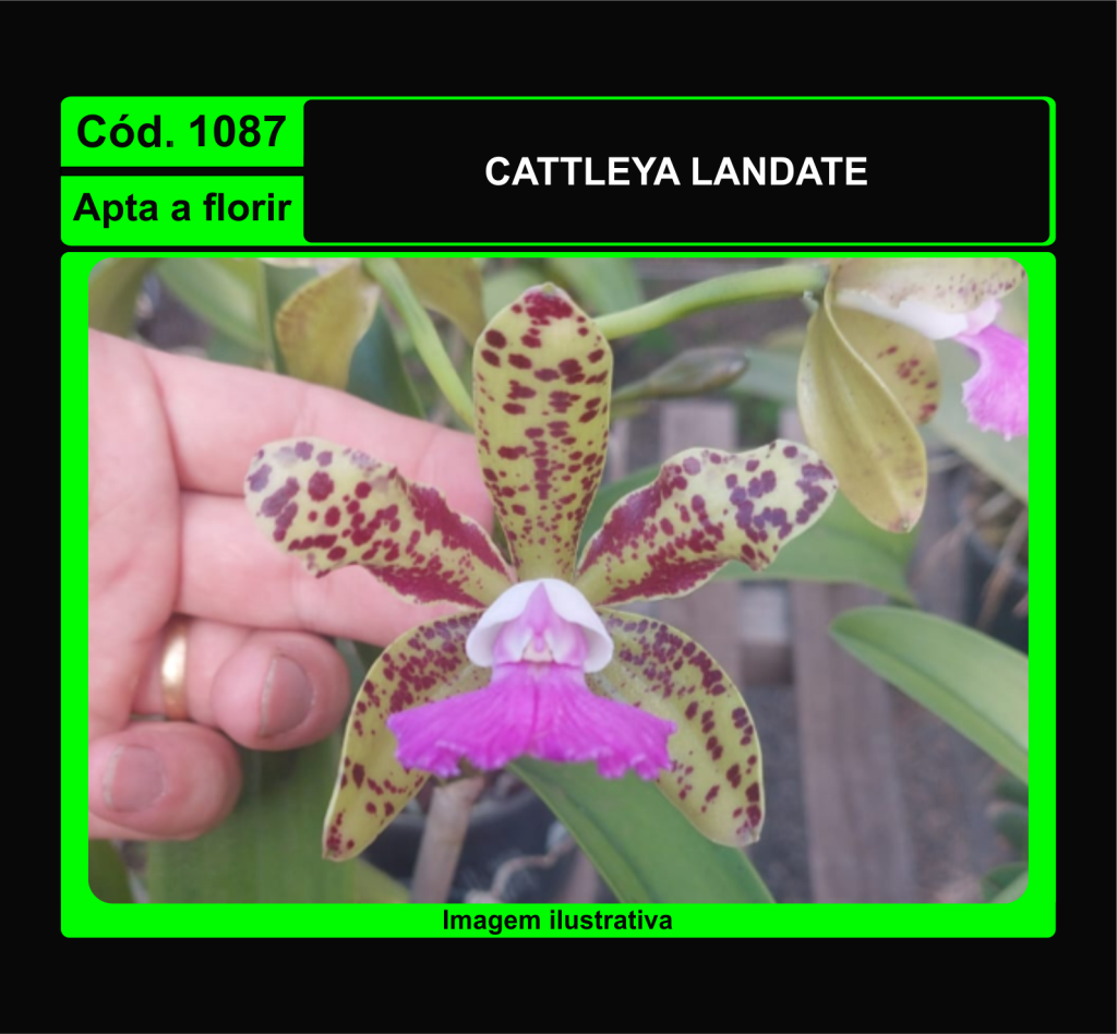 CATTLEYA LANDATE 1087