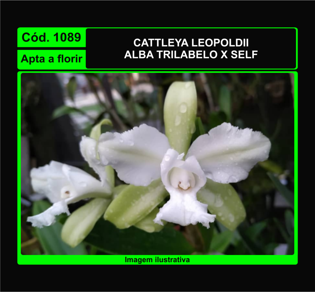 CATTLEYA LEOPOLDII ALBA TRILABELO X SELF 1089