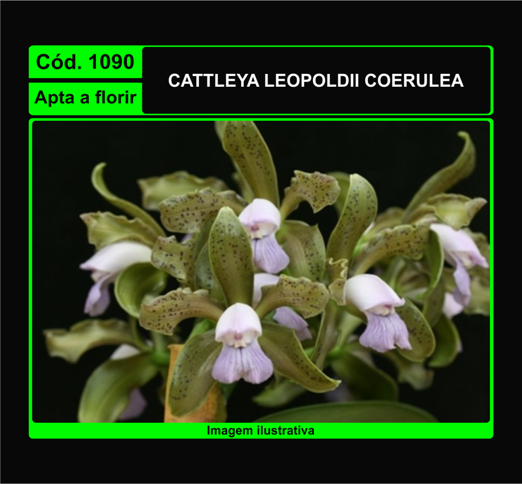 CATTLEYA LEOPOLDII COERULEA 1090
