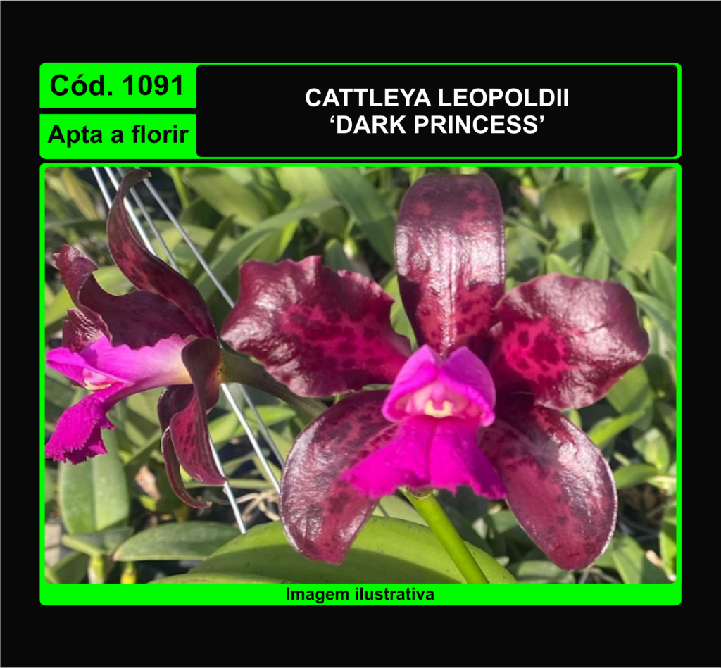 CATTLEYA LEOPOLDII DARK PRINCESS 1091