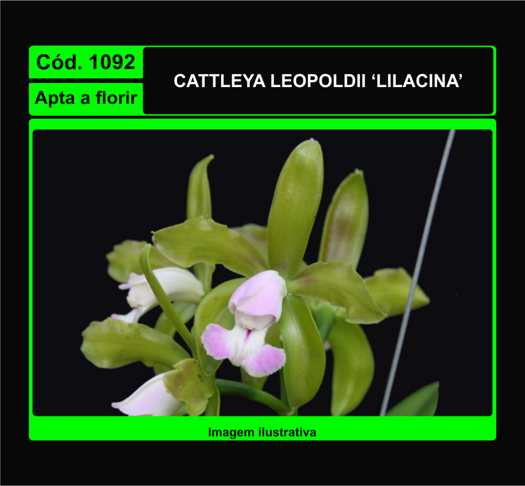 CATTLEYA LEOPOLDII LILACINA 1092