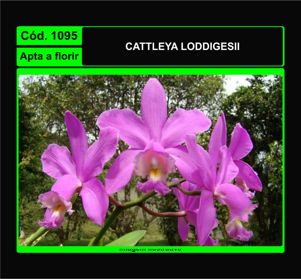 CATTLEYA LODDIGESII 1095