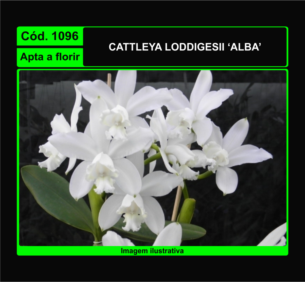 CATTLEYA LODDIGESII ALBA 1096