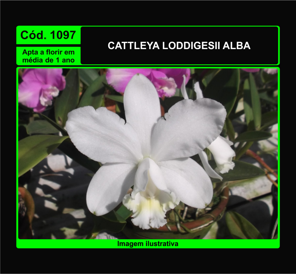 CATTLEYA LODDIGESII ALBA PRÉ ADULTA 1097