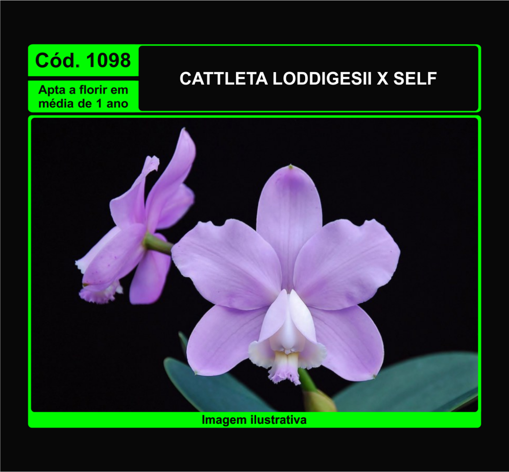 CATTLEYA LODDIGESII TP X SELF PRÉ ADULTA 1098